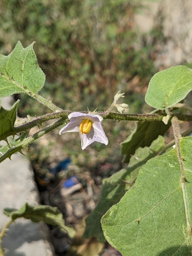 Eggplant (Solanum melongena)