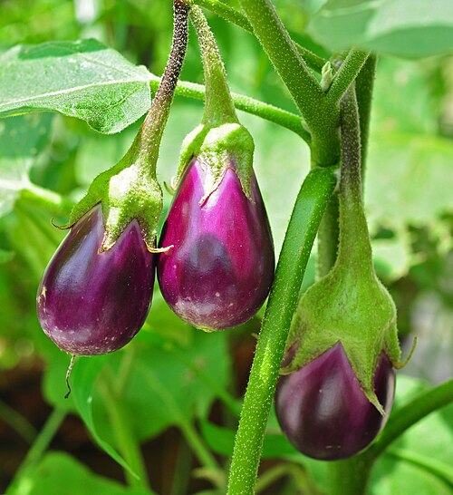 Eggplant: Solanum melongena fruit in plant.