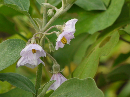 Eggplant (Solanum melongena)
