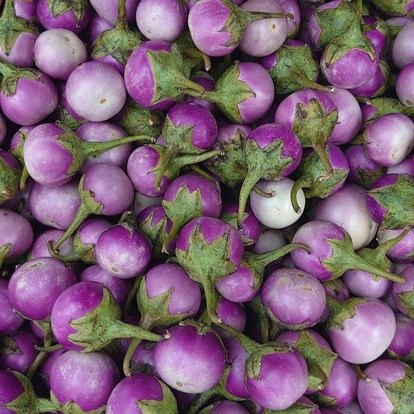Eggplant (Solanum melongena)