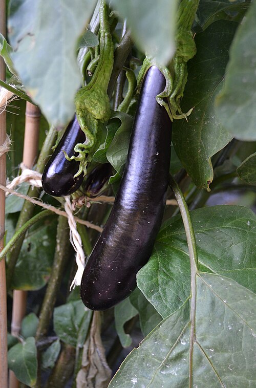 Eggplant: Albergínia (Solanum melongena 'Llarga negra'), jardí botànic de València.