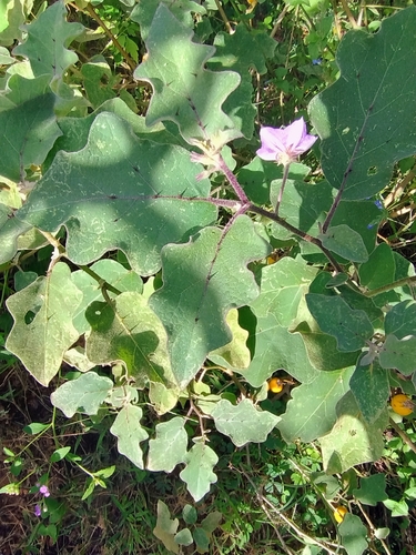 Eggplant (Solanum melongena)