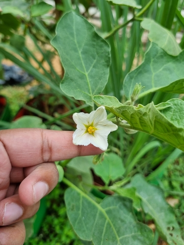 Eggplant (Solanum melongena)