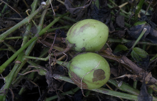 Pepino (Solanum muricatum)
