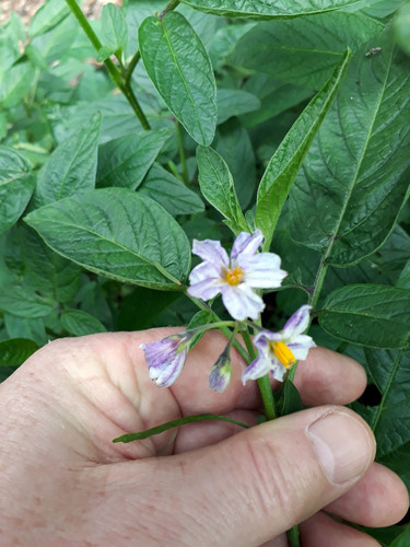 Pepino (Solanum muricatum)