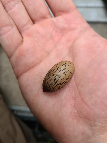 Pepino (Solanum muricatum)