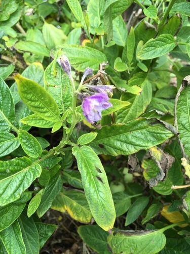 Pepino (Solanum muricatum)