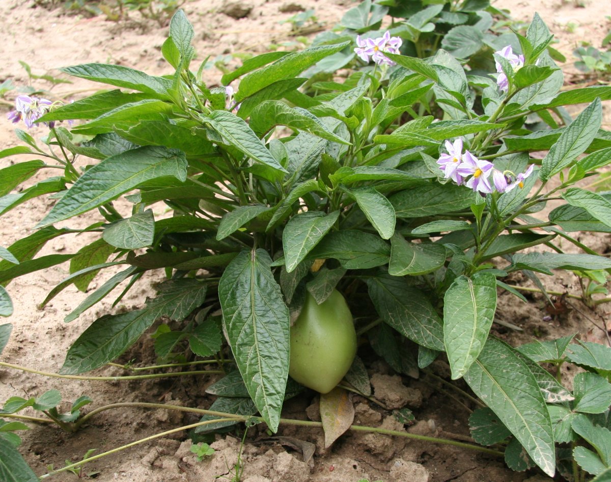 Pepino: Solanum muricatum Flower and Fruit