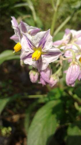 Pepino (Solanum muricatum)