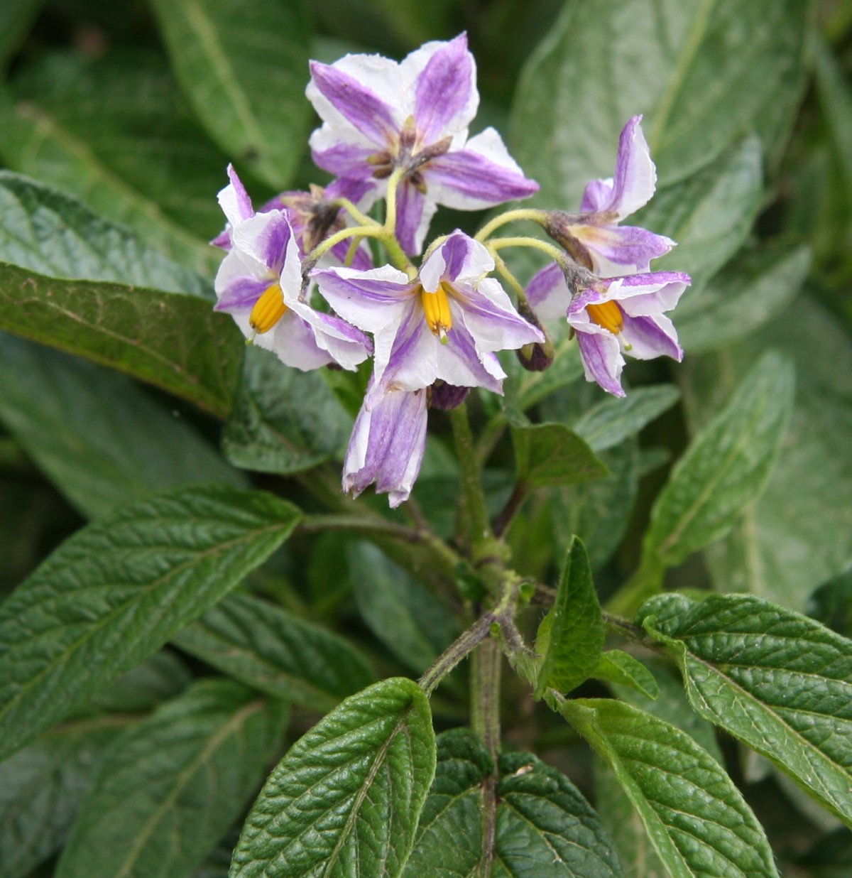 Pepino: Solanum muricatum Flower