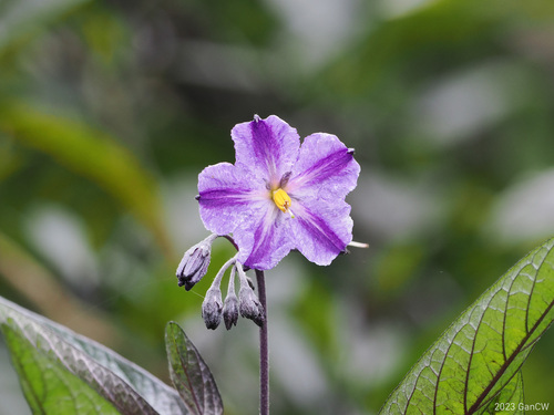 Pepino (Solanum muricatum)