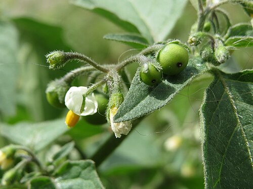 Black nightshade: Schwarzer Nachtschatten ( Solanum nigrum ) in Hockenheim