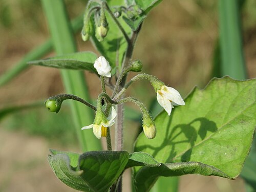 Black nightshade: Schwarzer Nachtschatten ( Solanum nigrum ) bei Reilingen