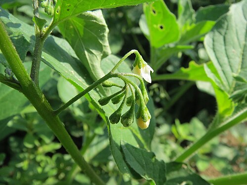 Black nightshade: Schwarzer Nachtschatten ( Solanum nigrum ) bei Reilingen