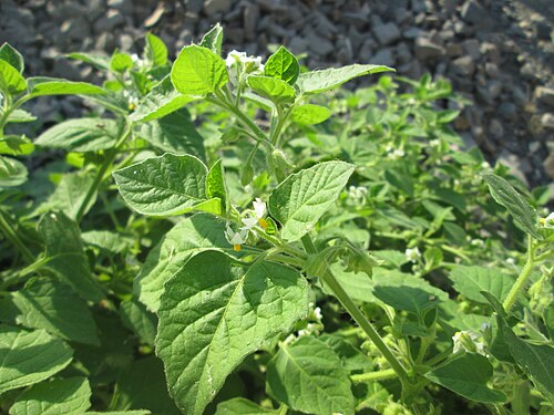 Black nightshade: Schwarzer Nachtschatten ( Solanum nigrum ) am Hauptbahnhof Mannheim