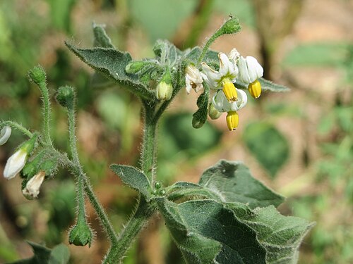 Black nightshade: Schwarzer Nachtschatten ( Solanum nigrum ) am Hockenheimer Baggersee in der Schwetzinger Hardt