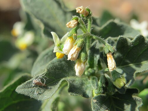 Black nightshade: Schwarzer Nachtschatten ( Solanum nigrum ) in Saarbrücken
