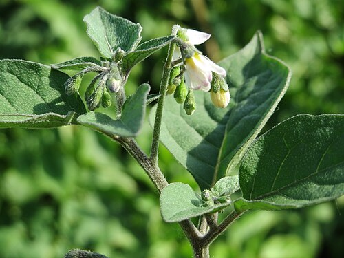 Black nightshade: Schwarzer Nachtschatten ( Solanum nigrum ) bei Reilingen