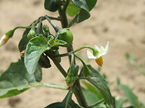 Black nightshade: Schwarzer Nachtschatten ( Solanum nigrum ) bei Oftersheim