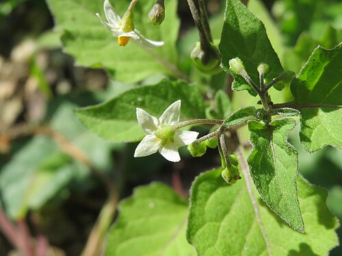 Black nightshade: Schwarzer Nachtschatten ( Solanum nigrum ) in Hockenheim