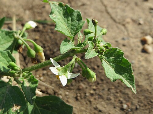 Black nightshade: Schwarzer Nachtschatten ( Solanum nigrum ) bei Wiesbaden-Nordenstadt