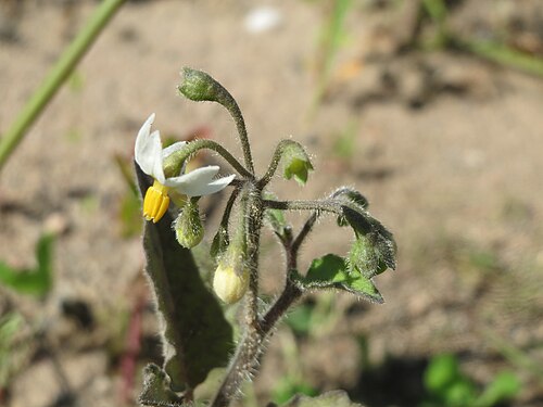 Black nightshade: Schwarzer Nachtschatten ( Solanum nigrum ) in Hockenheim