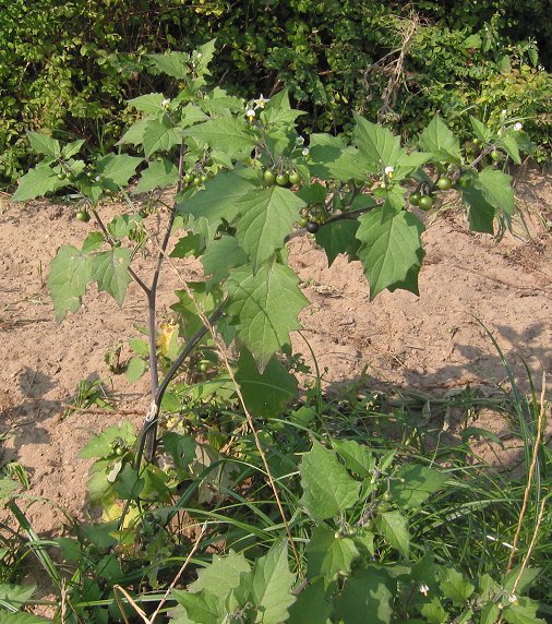 Black nightshade (Solanum nigrum)