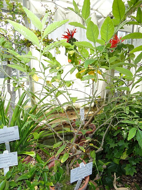 Jerusalem cherry: Botanical specimen in the University of Copenhagen Botanical Garden, Copenhagen, Denmark.