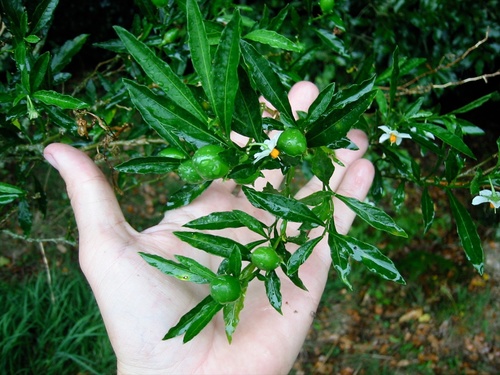 Jerusalem cherry (Solanum pseudocapsicum)