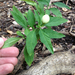 Jerusalem cherry (Solanum pseudocapsicum)