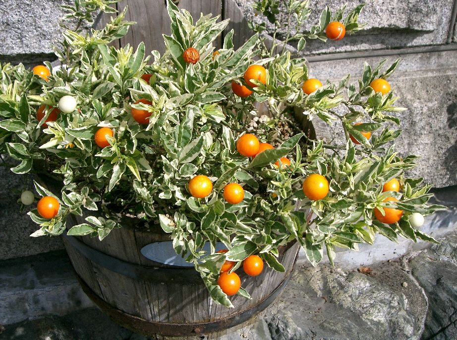 Jerusalem cherry: Solanum pseudocapsicum