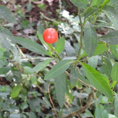 Jerusalem cherry (Solanum pseudocapsicum)