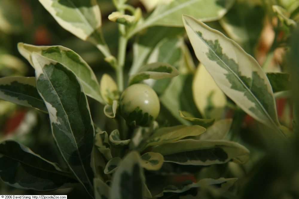 Jerusalem cherry: Location taken: United States Botanic Garden. Names: Solanum pseudocapsicum L., Christmas cherry, Falsche Jerusalemkirsche, False Jerusalem-Cherry, Jerusalem Ch