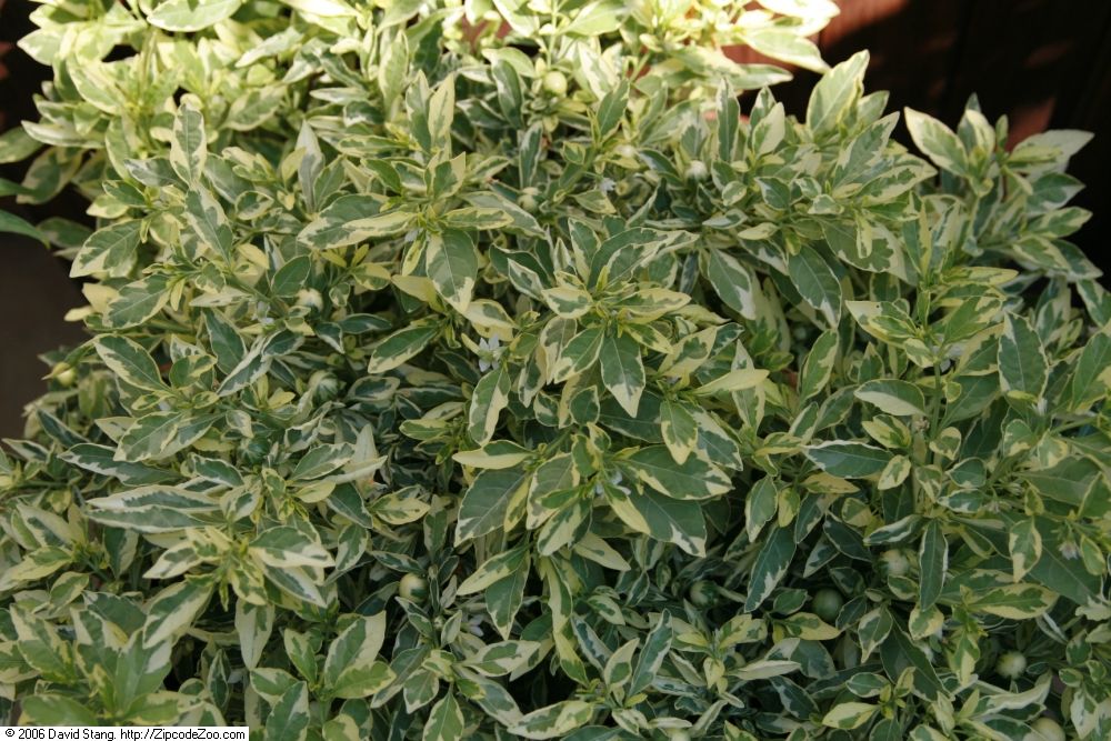 Jerusalem cherry: Location taken: United States Botanic Garden. Names: Solanum pseudocapsicum L., Christmas cherry, Falsche Jerusalemkirsche, False Jerusalem-Cherry, Jerusalem Ch