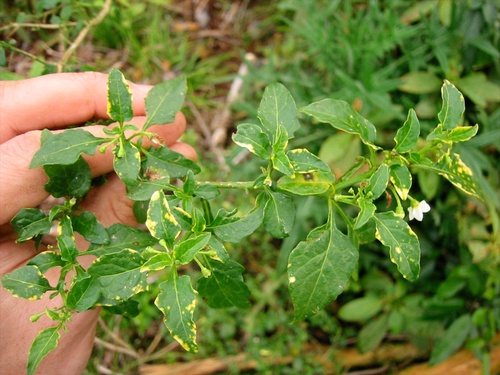 Jerusalem cherry (Solanum pseudocapsicum)