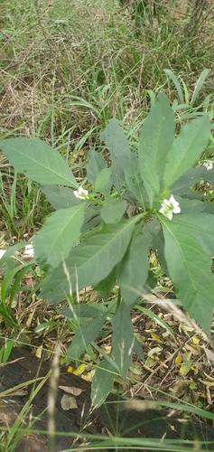 Jerusalem cherry (Solanum pseudocapsicum)