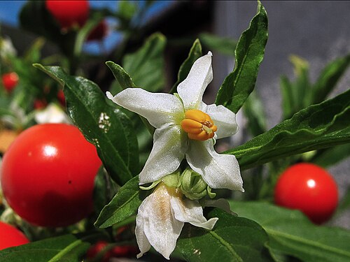 Jerusalem cherry: Flores