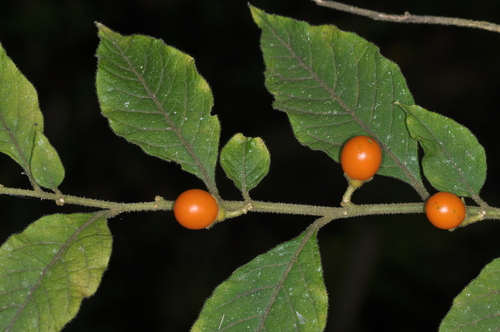 Jerusalem cherry (Solanum pseudocapsicum)