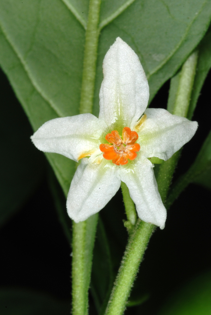 Jerusalem cherry (Solanum pseudocapsicum)
