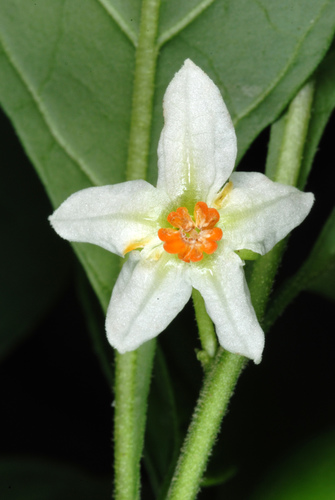 Jerusalem cherry (Solanum pseudocapsicum)
