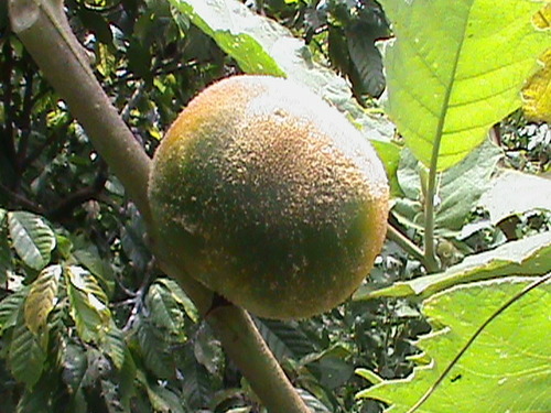 Naranjilla (Solanum quitoense)
