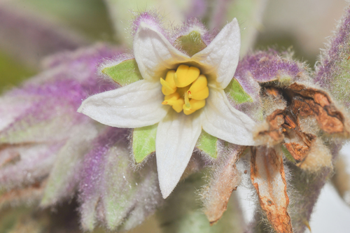 Naranjilla (Solanum quitoense)