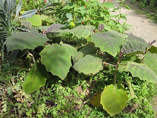 Naranjilla: This photo is from Gardenology.org and is available under CC-BY-SA 3.0 license. If you use it, please include attribution to Gardenology.org, with a link if the