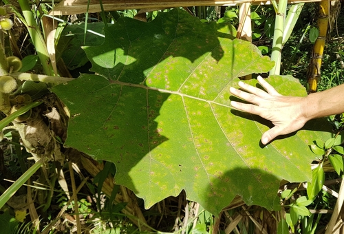 Naranjilla (Solanum quitoense)
