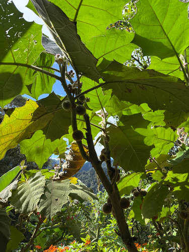 Naranjilla (Solanum quitoense)