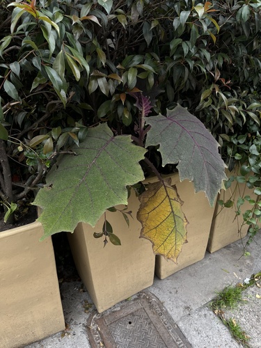 Naranjilla (Solanum quitoense)
