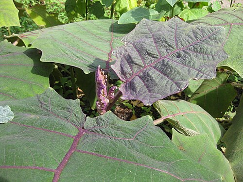Naranjilla: This photo is from Gardenology.org and is available under CC-BY-SA 3.0 license. If you use it, please include attribution to Gardenology.org, with a link if the