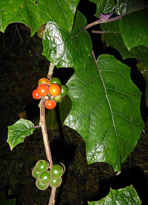 Naranjilla: Colombia: Amazonas, San Martin de Amacayacu