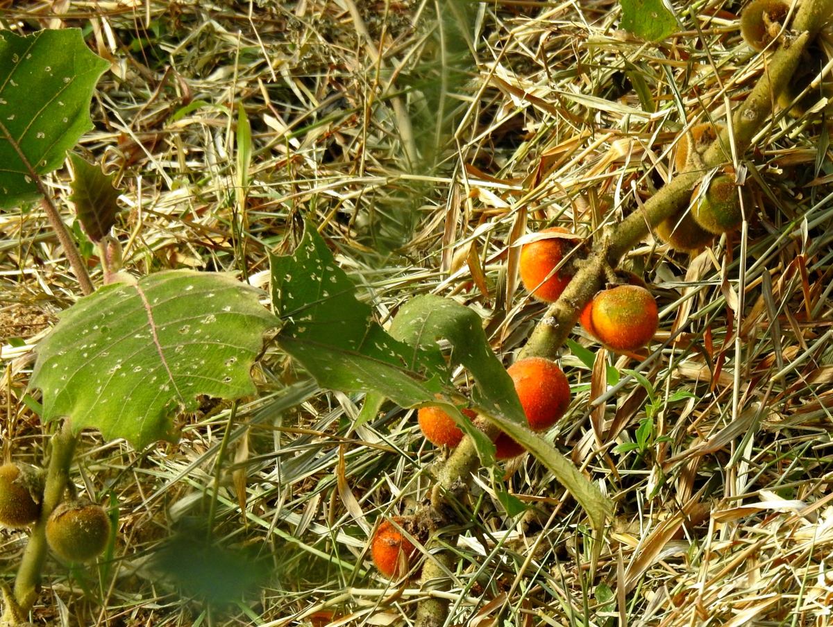 Naranjilla: Solanum Quitoense in Costa Rica 2016