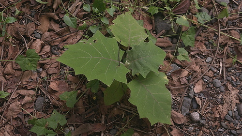 Naranjilla (Solanum quitoense)